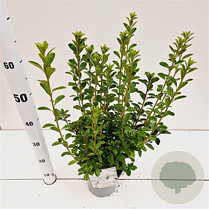 Rhododendron (AJ) 'Adonis' 25-30 cm 2,5L