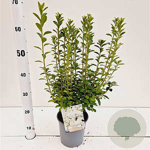 Rhododendron (AJ) 'Adonis' 25-30 cm 2,5L