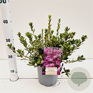Rhododendron (AJ) Geisha Purple 20-30 cm 2,5L