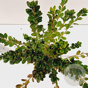 Rhododendron (AJ) 'Moederkensdag' 25-30 cm 2,5L