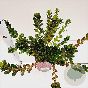 Rhododendron (AJ) 'Moederkensdag' 25-30 cm 2,5L