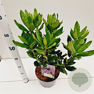 Rhododendron ponticum 30-40 cm 5,0L