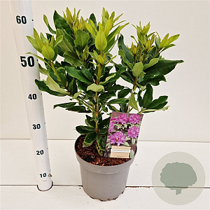 Rhododendron ponticum 30-40 cm 5,0L