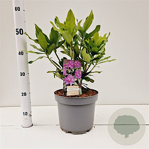 Rhododendron ponticum 30-40 cm 5,0L