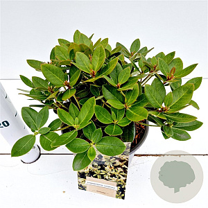 Rhododendron 'Shamrock' 25-30 cm 3,0L