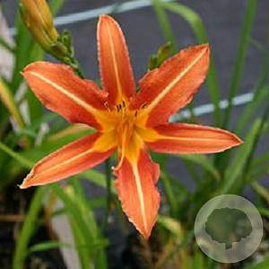 Hemerocallis 'Rajah' GM P9