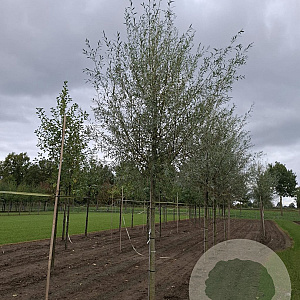 Salix alba 20-25 HO draadkluit