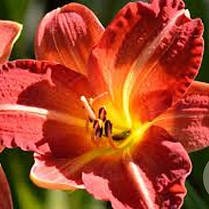Hemerocallis 'Red Rum' GM P9