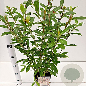 Salix chaenomeloides 'Mount Aso' 50-60 cm 2,5L