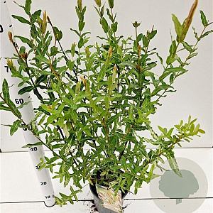 Salix integra 'Hakuro-nishiki' 40-50 cm 2,5L