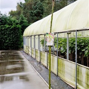 Salix integra 'Hakuro-nishiki' 180 cm stam 7,5L