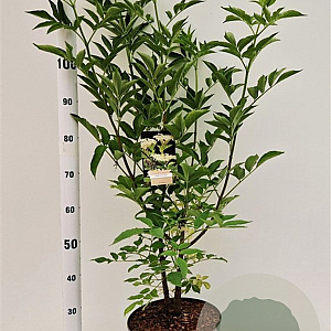 Salix nigra 100-125 cm 10L