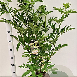Salix nigra 100-125 cm 10L