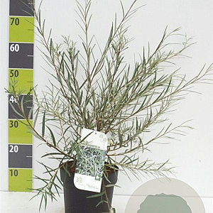 Salix rosmarinifolia 60-80 cm 4,5L