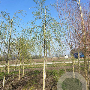 Salix sepulcralis 'Chrysocoma' 12-14 HO draadkluit