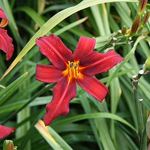 Hemerocallis 'Sammy Russell' GM P9