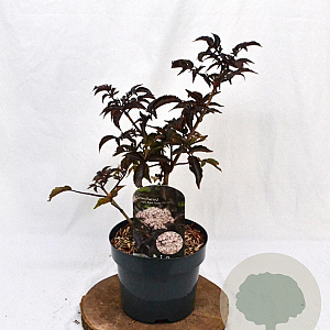 Sambucus nigra Black Tower 30-40 cm 3,0L