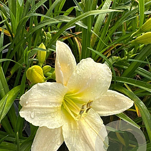 Hemerocallis 'Serena Sunburst' GM P9