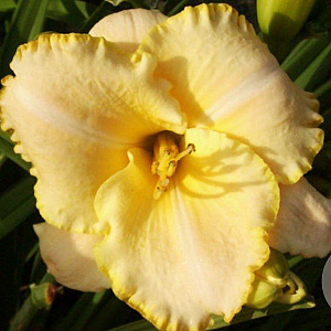 Hemerocallis 'Serena Sunburst' GM P9