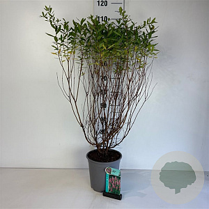 Spiraea billardii 60-80 cm cont. 65L
