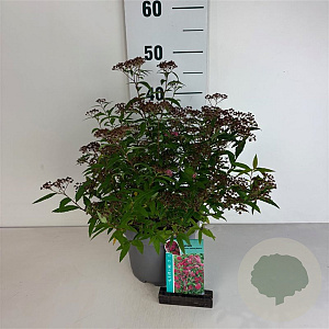 Spiraea jap. 'Anthony Waterer' 30-40 cm 3,5L