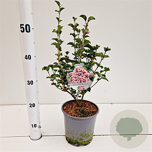 Syringa meyeri Flowerfesta Pink 30-40 cm 2,5L