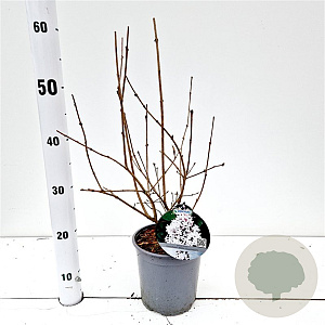 Syringa meyeri Flowerfesta White 25-30 cm 2,5L