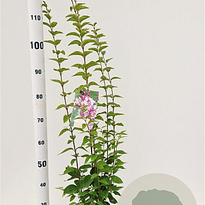 Syringa microphylla 'Superba' 60-80 cm 4,5L