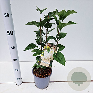 Syringa v. 'Mme Florent Stepman' 30-40 cm 2,5L