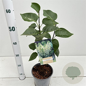 Syringa v. 'Primrose' 30-40 cm 2,5L