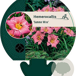 Hemerocallis 'Summer Wine' GM P9
