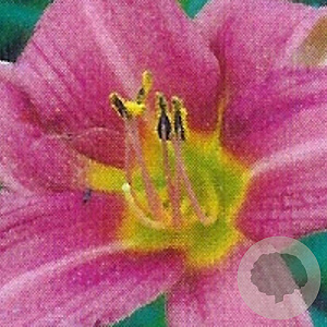 Hemerocallis 'Summer Wine' GM P9