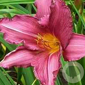 Hemerocallis 'Summer Wine' GM P9
