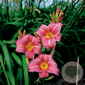 Hemerocallis 'Summer Wine' GM P9