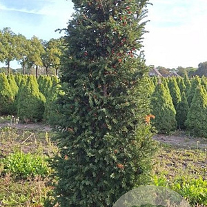 Taxus baccata 200-225 cm met kluit