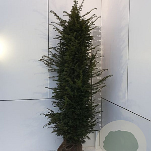 Taxus baccata 200-225 cm met kluit