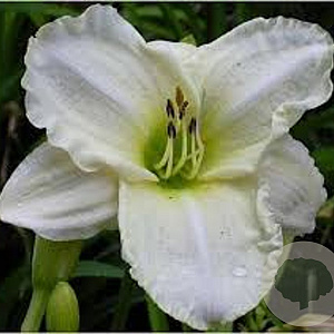 Hemerocallis 'White Temptation' GM P9