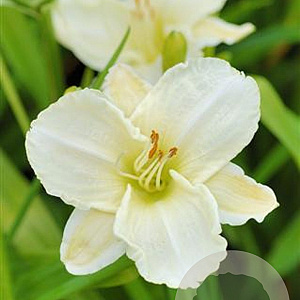 Hemerocallis 'White Temptation' GM P9