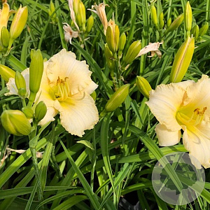 Hemerocallis 'White Temptation' GM P9