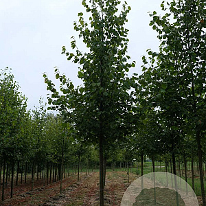 Tilia europaea 'Pallida' 16-18 HO draadkluit