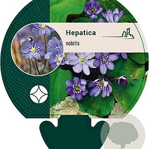 Hepatica nobilis GM P9