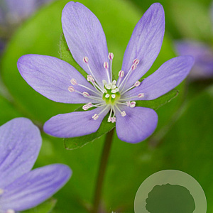 Hepatica nobilis GM P9