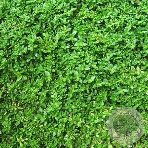 Herniaria glabra GM P9