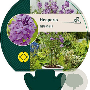 Hesperis matronalis GM P9