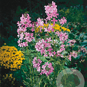 Hesperis matronalis GM P9