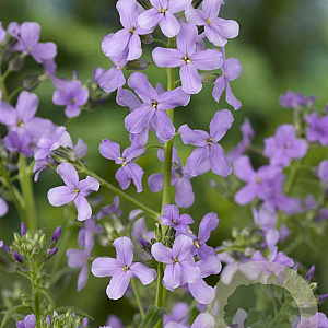 Hesperis matronalis GM P9