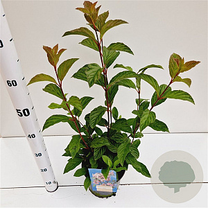 Viburnum bodn. 'Dawn' 30-40 cm 2,5L