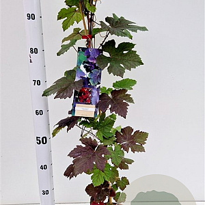 Vitis vinifera 'Purpurea' 70-80 cm 2,5L