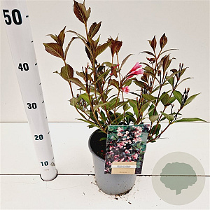 Weigela florida 'Nana Purpurea' 30-40 cm 2,5L