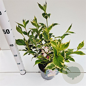 Weigela florida 'Variegata' 30-40 cm 2,5L
